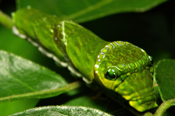 Картинка животные гусеницы itchydogimages гусеница лист макро насекомое необычная