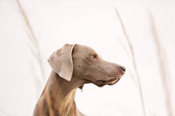 Картинка животные собаки взгляд друг профиль