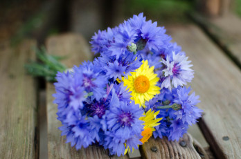 Картинка цветы разные+вместе букет нежность васильки