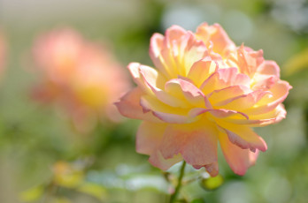 Картинка цветы розы blossoms leaves petals лепестки бутон роза bud rose цветение листья