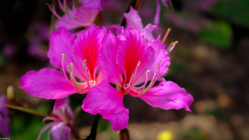 Картинка цветы герань макро малиновые