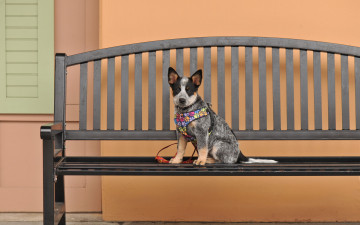 Картинка животные собаки собака взгляд друг скамья