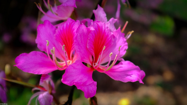 Обои картинки фото цветы, герань, макро, малиновые