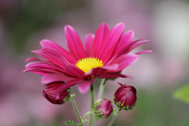 Обои картинки фото цветы, хризантемы