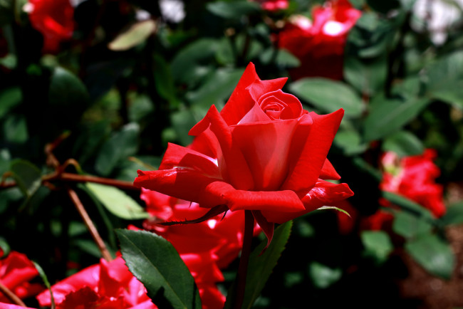 Обои картинки фото цветы, розы, цветение, лепестки, листья, роза, розовая