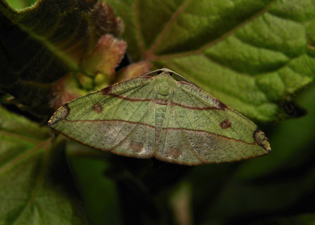 Обои картинки фото животные, бабочки, itchydogimages, бабочка, моль, макро