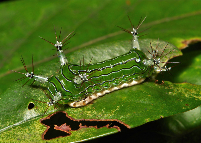 Обои картинки фото животные, гусеницы, лист, гусеница, макро, itchydogimages