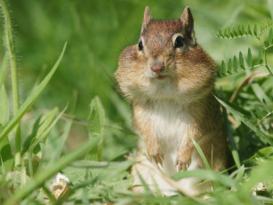 Картинка животные бурундуки бурундук зверёк грызун трава