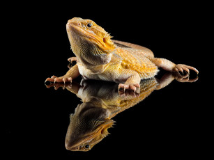 Картинка животные Ящерицы +игуаны +вараны ящерка