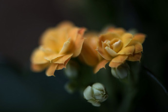 Картинка цветы кактусы кактус фон суккулент