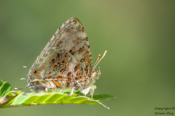 Картинка животные бабочки +мотыльки +моли усики крылья бабочка макро фон