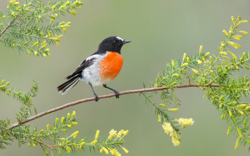 Картинка животные птицы птица листья клюв хвост ветка цветы перья