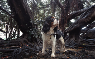 Картинка животные собаки собака друг взгляд