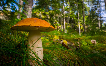 Картинка природа грибы подосиновик