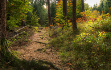 Картинка природа дороги тропинка лес