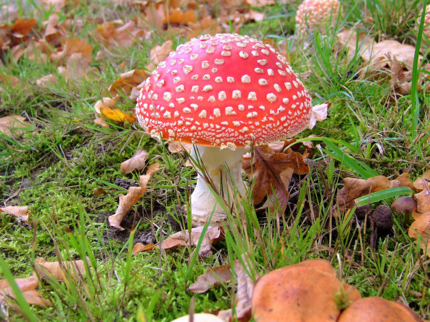 Обои картинки фото природа, грибы,  мухомор, мухоморчик