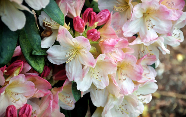 Обои картинки фото цветы, рододендроны , азалии, рододендрон, макро, азалия