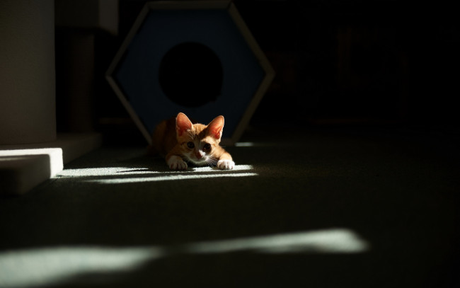 Обои картинки фото животные, коты, фон, дом, кошка