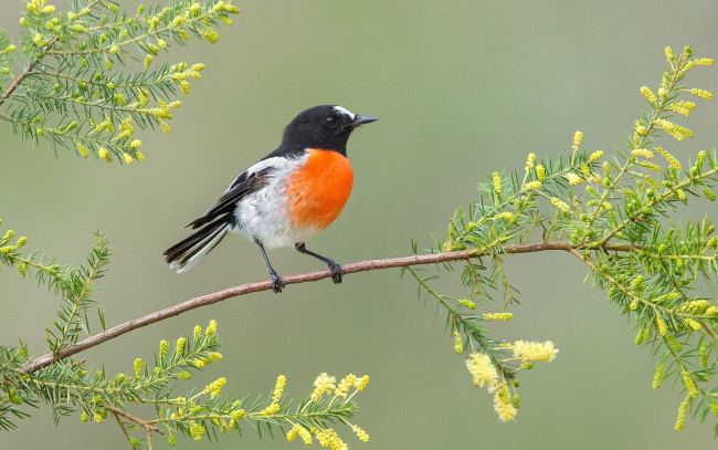 Обои картинки фото животные, птицы, птица, листья, клюв, хвост, ветка, цветы, перья