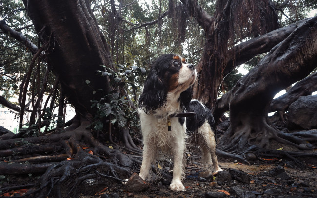 Обои картинки фото животные, собаки, собака, друг, взгляд