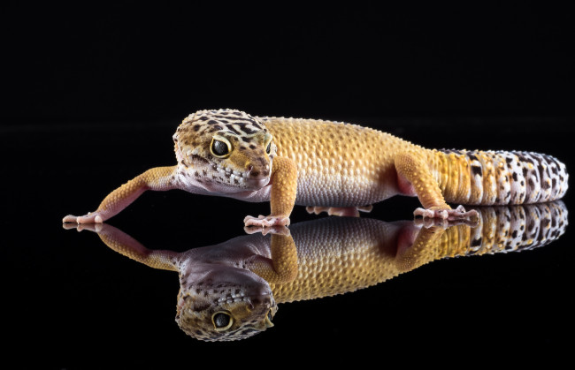 Обои картинки фото животные, Ящерицы,  игуаны,  вараны, геккон