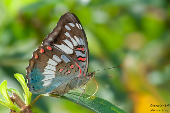 Обои картинки фото животные, бабочки,  мотыльки,  моли, фон, усики, крылья, бабочка, макро