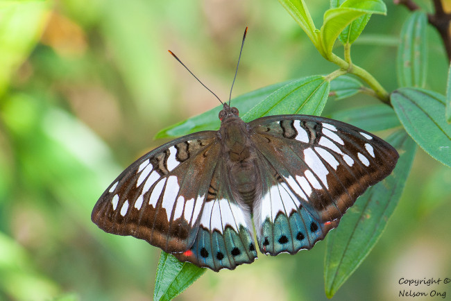 Обои картинки фото животные, бабочки,  мотыльки,  моли, крылья, усики, бабочка, макро, фон
