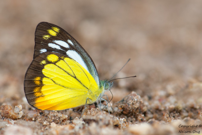 Обои картинки фото животные, бабочки,  мотыльки,  моли, макро, фон, усики, крылья, бабочка