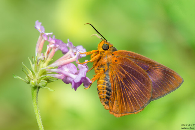 Обои картинки фото животные, бабочки,  мотыльки,  моли, макро, фон, усики, бабочка, крылья
