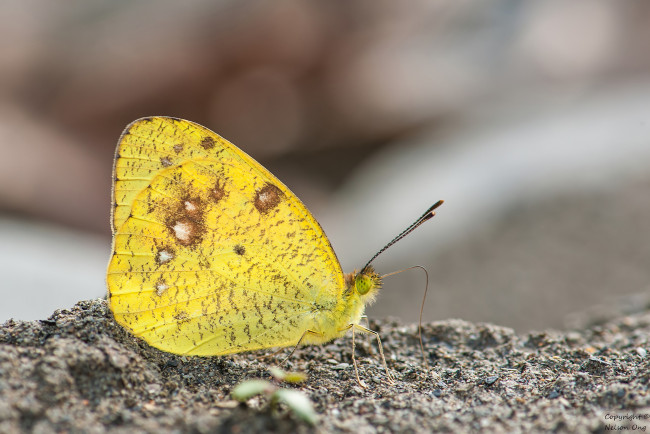Обои картинки фото животные, бабочки,  мотыльки,  моли, усики, крылья, бабочка, макро, фон