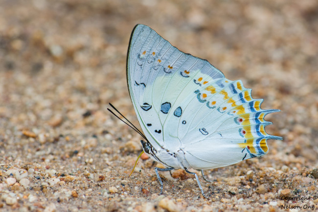 Обои картинки фото животные, бабочки,  мотыльки,  моли, усики, крылья, бабочка, фон, макро
