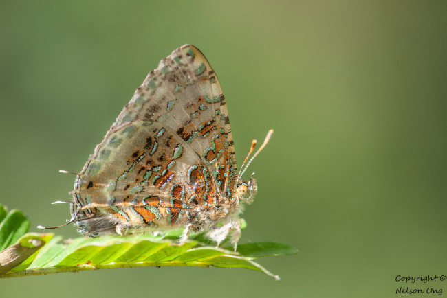 Обои картинки фото животные, бабочки,  мотыльки,  моли, усики, крылья, бабочка, макро, фон