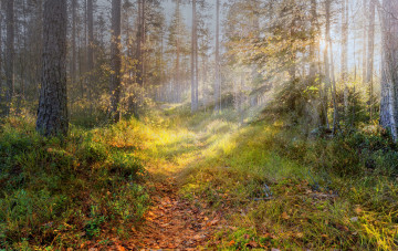 Картинка природа лес деревья