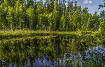 Картинка природа реки озера река лес