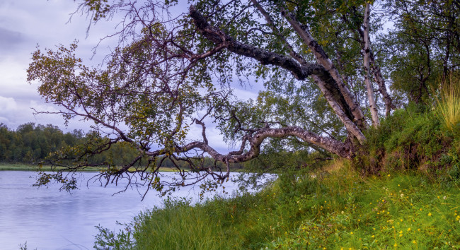 Обои картинки фото природа, реки, озера, река, лес