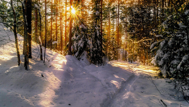 Обои картинки фото природа, зима, лес, снег