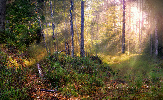 Обои картинки фото природа, лес, деревья