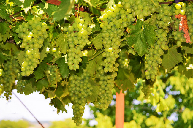 Обои картинки фото природа, Ягоды,  виноград, лоза