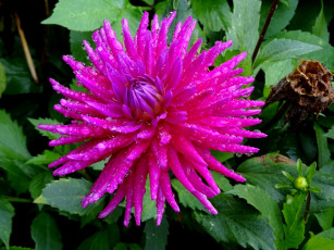 Картинка цветы георгины макро капли