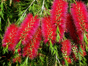 обоя цветы, каллистемон, пушистик