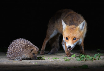 Картинка животные разные+вместе лисичка