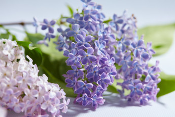 Картинка цветы сирень цветение весна листья