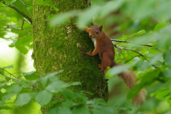Картинка животные белки милашка хвостик лапки ушка белка