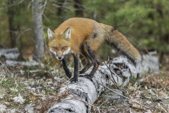 Картинка животные лисы лисичка