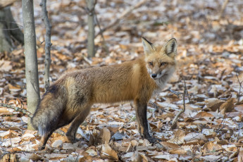 Картинка животные лисы лисичка