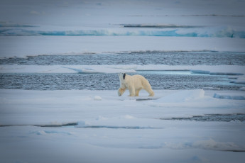 Картинка животные медведи белый вода холод льдины полярный снег хищник