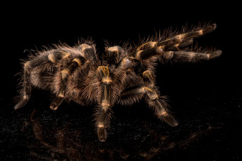 Картинка животные пауки тарантул