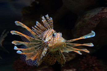 Картинка животные рыбы рыбка