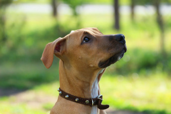 Картинка животные собаки питбуль фон собака взгляд