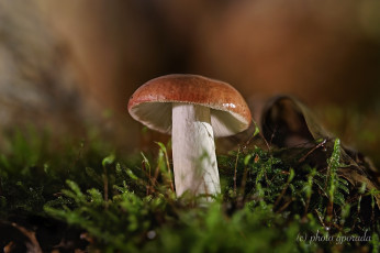 Картинка природа грибы мох макро